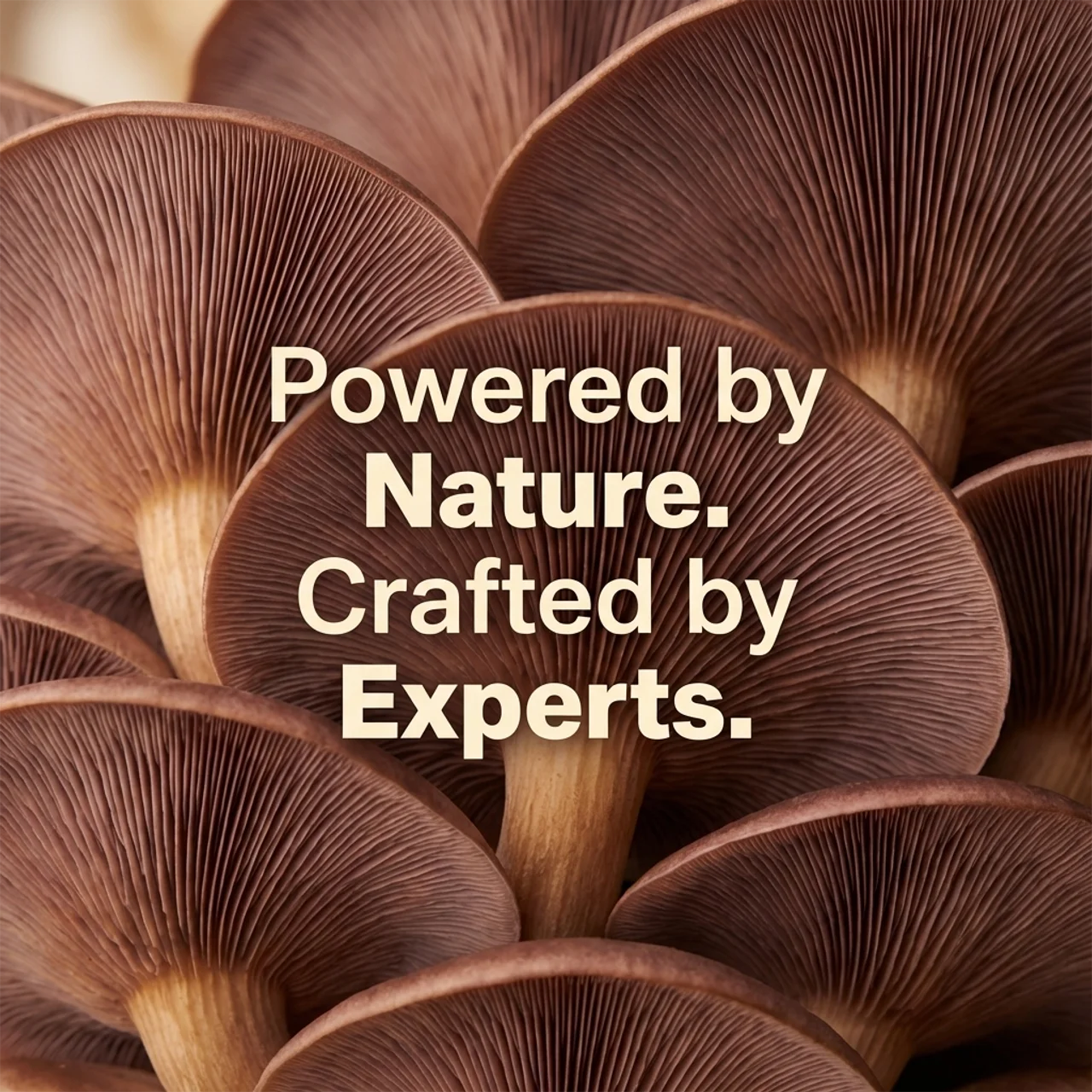 Mushroom Elixir Gummies